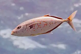 Description de l'image Jurel lentejuela (Carangoides bajad), mar Rojo, Egipto, 2023-04-18, DD 78.jpg.