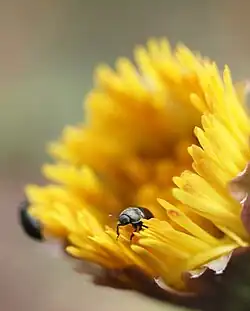 Pissenlit(Taraxacum officinale).
