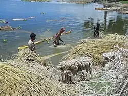 Jute mis à rouir