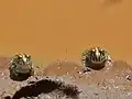 Juvéniles (Parc national Kruger, Afrique du Sud)