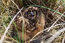 Un jeune Hibou des marais.