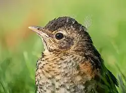 Portrait d'un merle juvénile.