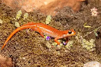 Description de l'image K. Kalaentzis - Lyciasalamandra luschani.jpg.
