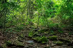 Kakum national park (Ghana)
