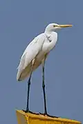 Grande Aigrette dans le Kadalundi Bird Sanctuary&nbsp;(en) au Kérala (Inde).