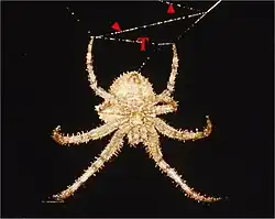 Une araignée beige avec des piquants vue du côté de son ventre, la tête en bas, à travers sa toile.