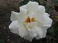 Rose 'Kaiserin Auguste Viktoria' (1891)
