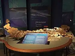 l'holotype.