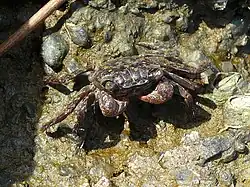 Parasesarma pictum