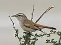 ..au parc national d'Etosha, Namibie