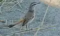 ..au parc transfrontalier de Kgalagadi, Afrique du Sud
