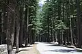 Une route passant dans une futaie, dans l'Himalaya.