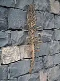 Sur un mur à Madère.