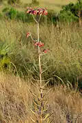 Kalanchoe daigremontiana dans la nature.