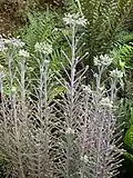 Kalanchoe delagoensis avant floraison