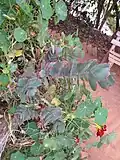 Avec une fleur de Tropaeolum majus de la variété grenat.