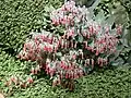 Description de l'image Kalanchoe laxiflora.jpg.
