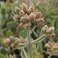 Inflorescence en boutons, Californie