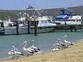 les pélicans de Kalbarri
