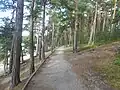 Sentier sur l'esker.