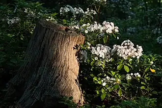 Kalmia latifolia (Magnoliophyta, plantes à fleurs).