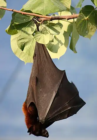Pteropus vampyrus