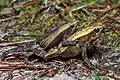 Kalophrynus interlineatus