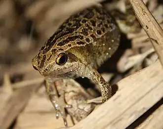 Description de l'image Kalophrynus interlineatus.jpg.
