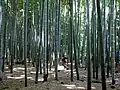 Bosquet de bambous mōsō