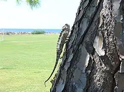 Caméléon commun