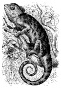 Gravure du début du XXe&nbsp;siècle