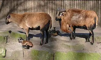 Mouton du Cameroun