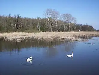 Kamionka (Radziejowice)