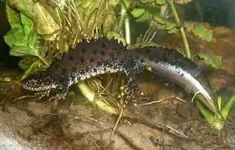 Photographie d’un triton dans l’eau.