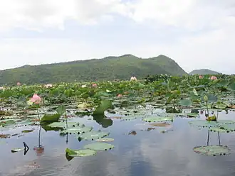 L'étendue d'eau est encombrée de lotus. À l'arrière plan on distingue une montagne