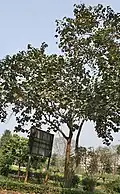 Arbre (Calcutta).