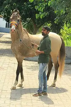 Cheval fauve vu à l'arrêt tenu en main.