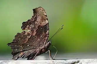 Description de l'image Kaniska canace drilon ventral view 20150403.jpg.