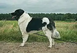 Un berger bulgare.