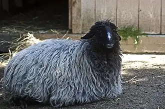 Image illustrative de l’article Karakul