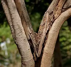 Écorce.