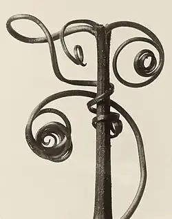 Cucurbita sp.