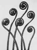 Adiantum pedatum