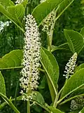 Inflorescence