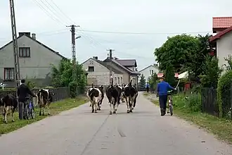 Karniszyn