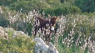 Un âne de Karpas.