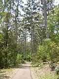 Bois de karri.