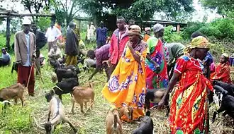 Marché aux chèvres (naines) au Burundi.