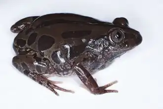Kassina senegalensis.