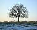 Aesculus hippocastanum en hiver